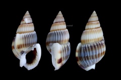 Nassarius variciferus