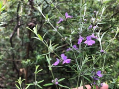 Westringia eremicola