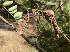 Robinia pseudoacacia