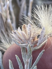 Tetradymia canescens
