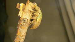 Neotibicen