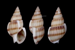 Nassarius variciferus