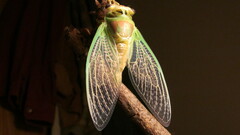Neotibicen