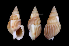 Nassarius variciferus