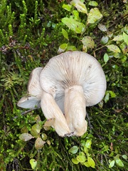 Lactarius kauffmanii
