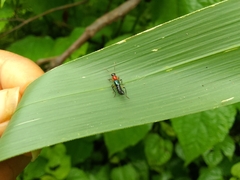 Paederus signaticornis