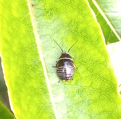 Ellipsidion