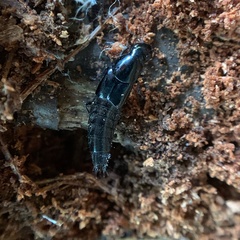 Staphylinini
