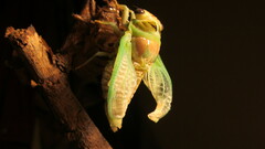 Neotibicen