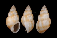 Nassarius