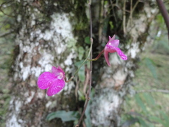 Comparettia falcata