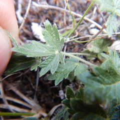 Potentilla arenosa