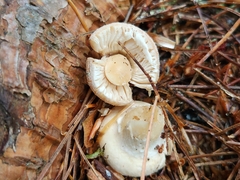 Amanita persicina