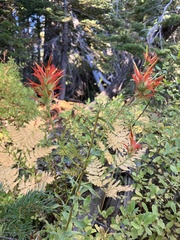 Castilleja miniata miniata