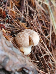 Amanita persicina