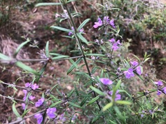 Westringia eremicola