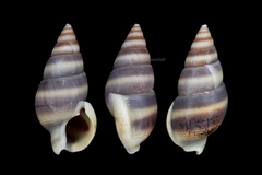 Nassarius succinctus