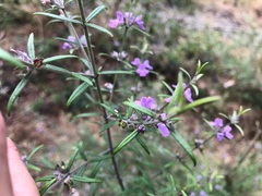 Westringia eremicola