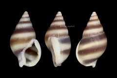 Nassarius succinctus