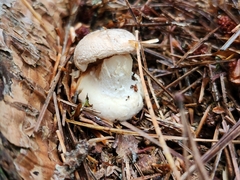 Amanita persicina