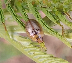 Peltoschema hamadryas