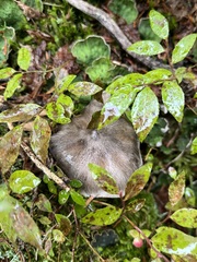 Tricholoma virgatum