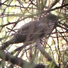 Eudynamys scolopaceus