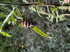 Entomophthora