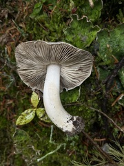 Tricholoma virgatum
