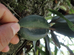 Comparettia falcata