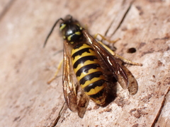 Vespula flavopilosa