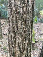 Robinia pseudoacacia