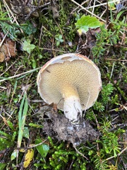 Suillus ochraceoroseus