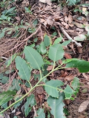 Prunus lusitanica hixa