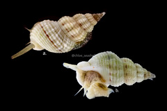 Nassarius hiradoensis