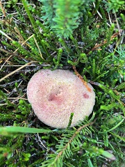 Suillus ochraceoroseus