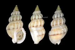 Nassarius hiradoensis