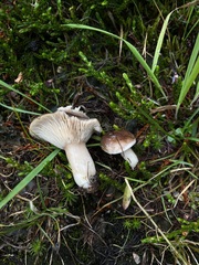 Lactarius kauffmanii