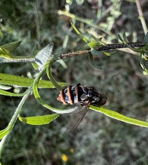 Entomophthora