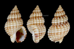 Nassarius multigranosus