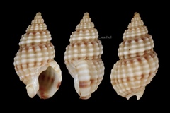 Nassarius multigranosus