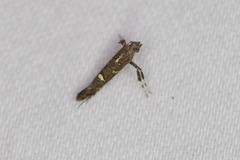 Caloptilia triadicae