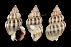 Nassarius fraterculus