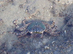 Grapsus