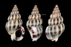 Nassarius fraterculus
