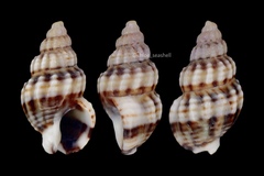Nassarius fraterculus