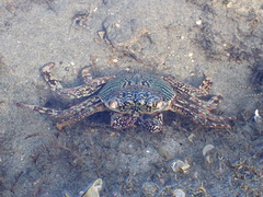 Grapsus