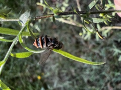 Entomophthora