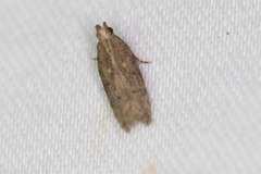 Hypatima