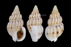 Nassarius fraterculus